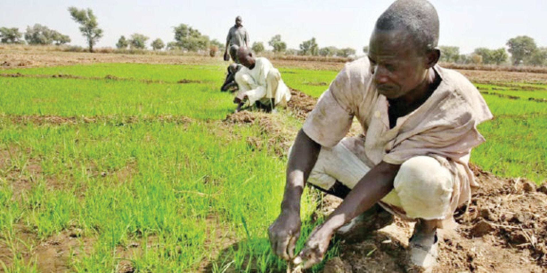 Niger’s 65,000 Farmers Get Farm Inputs From Firm