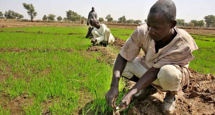 Rashin Tsaro Da Raba Wa Manoma Kayan Aiki Kan Lokaci Na Baraza Ga Wadata Kasa Da Abinci